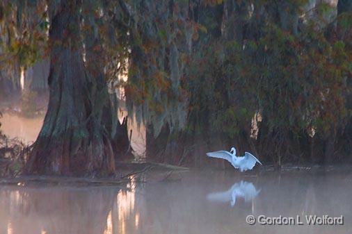 Egret At Lake Martin_26678.jpg - Great Egret (Ardea alba) photographed in the Cypress Island Preserve near Breaux Bridge, Louisiana, USA.